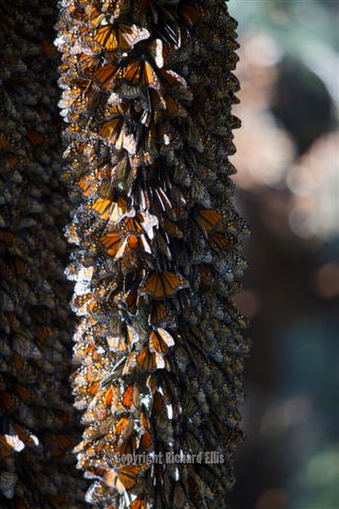 Thousands of monarch butterflies gather together on the trunk of a fir tree at the Sierra Chincua Monarch Butterfly Biosphere in the mountains of Central Mexico. Each year hundreds of millions of monarch butterflies overwinter in the high-altitude oyamel fir forests.