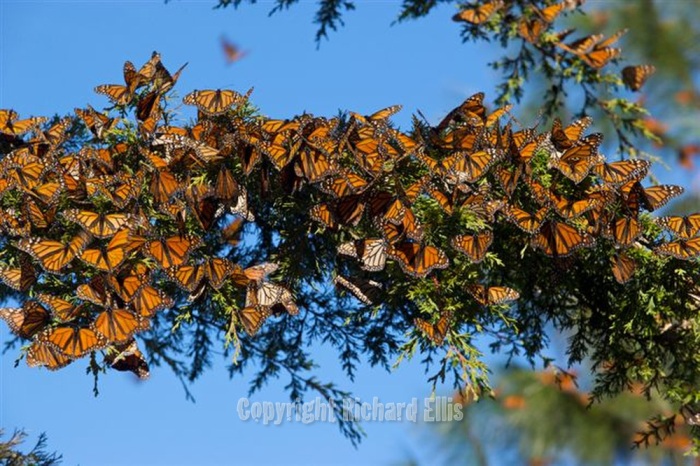 Thousands of monarch butterflies roost on a branch at the Sierra Pellon Monarch Butterfly Biosphere in the mountains of Central Mexico. Each year hundreds of millions of monarch butterflies overwinter in the high-altitude oyamel fir forests. 